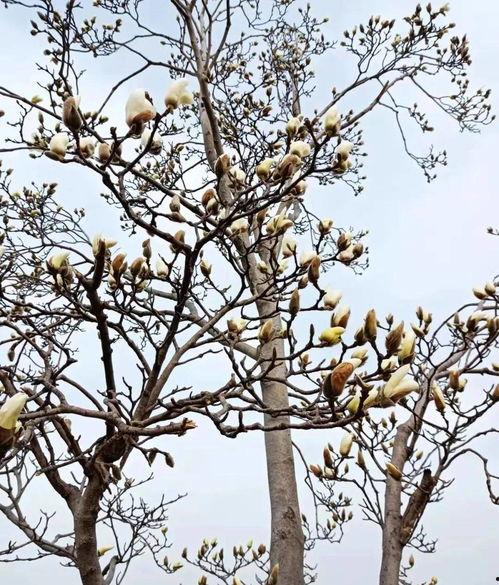 病树枝头又逢春,病枝逢春再展翅